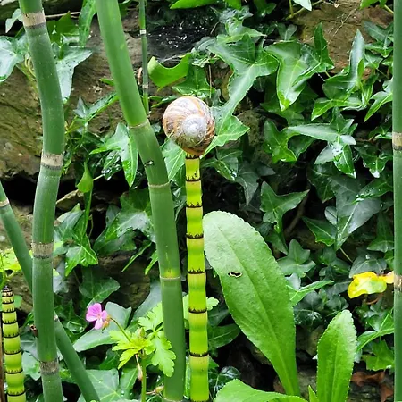 Bed & Breakfast Le Manoir Des Pelies Et D'hotes De Charme A 7kms De Spa, Piscine, Riviere, Thermes De Cransac