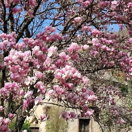 Bed & Breakfast Le Manoir Des Pelies Et D'hotes De Charme A 7kms De Spa, Piscine, Riviere, Thermes De Cransac Conques