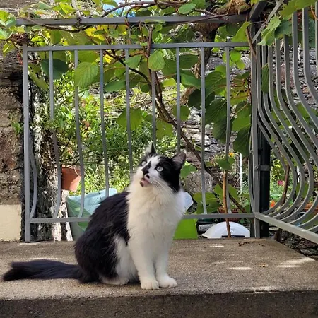 Manoir Des Pelies Conques