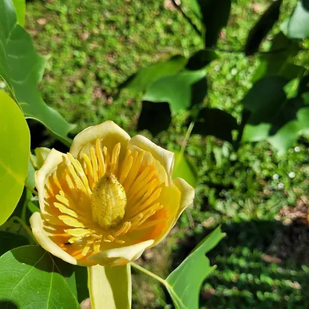 Le Manoir Des Pélies Et D'hôtes De Charme à 7kms De Spa, Piscine, Rivière, Thermes De Cransac