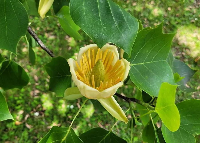Le Manoir Des Pélies Et D'hôtes De Charme à 7kms De Spa, Piscine, Rivière, Thermes De Cransac Couette-café Conques