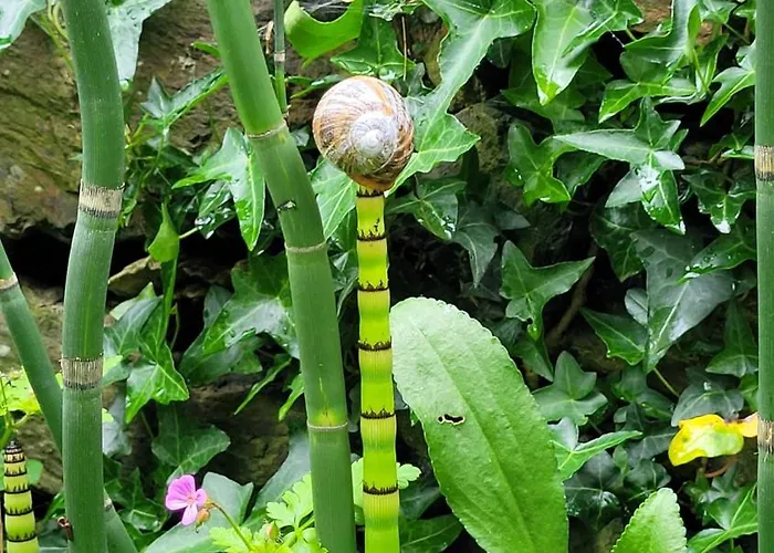 Alojamento de Acomodação e Pequeno-almoço Le Manoir Des Pélies Et D'hôtes De Charme à 7kms De Spa, Piscine, Rivière, Thermes De Cransac